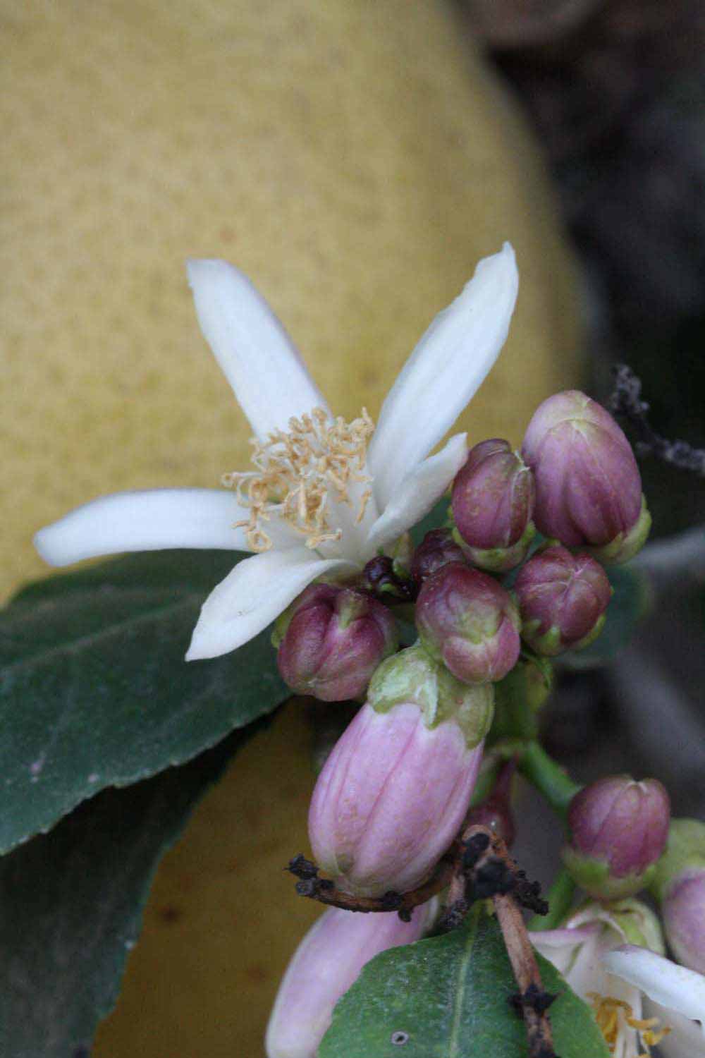              Flower (Riverside, CA)       